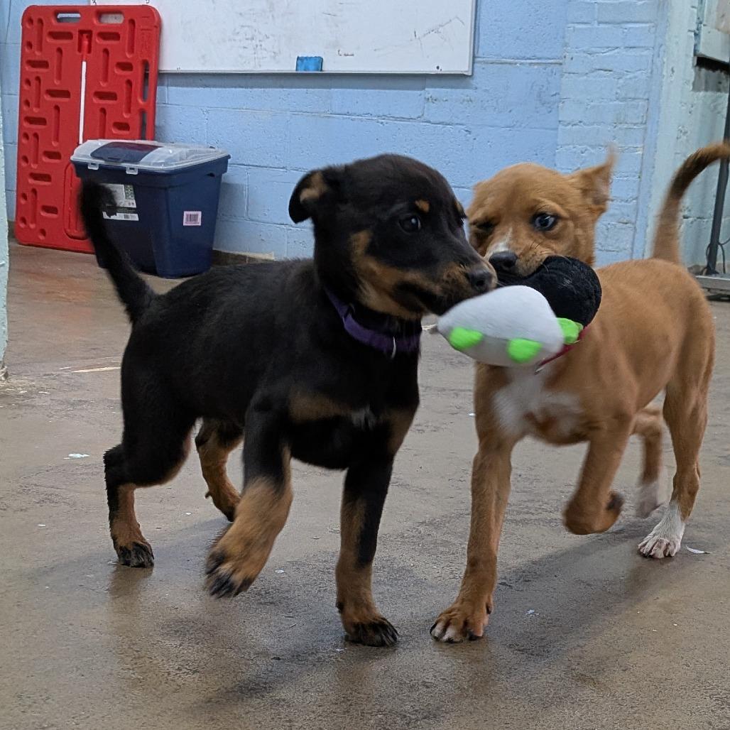 Carla, Adoptable, Puppy Female Cattle Dog.