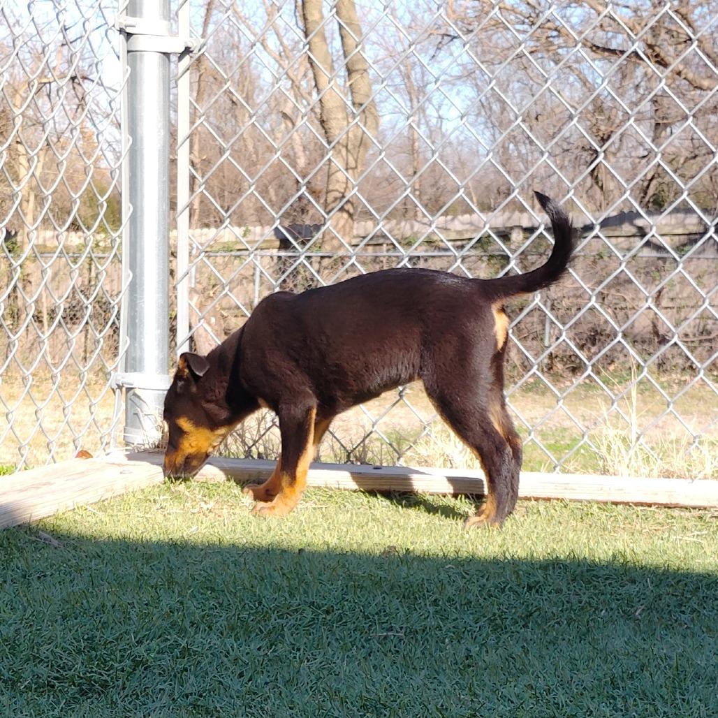Enlarge Carla, a Adoptable Cattle Dog in Tulsa, OK image 3/6