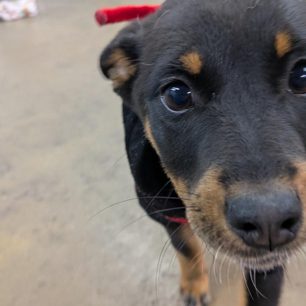 Enlarge Carla, a Adoptable Cattle Dog in Tulsa, OK image 4/6