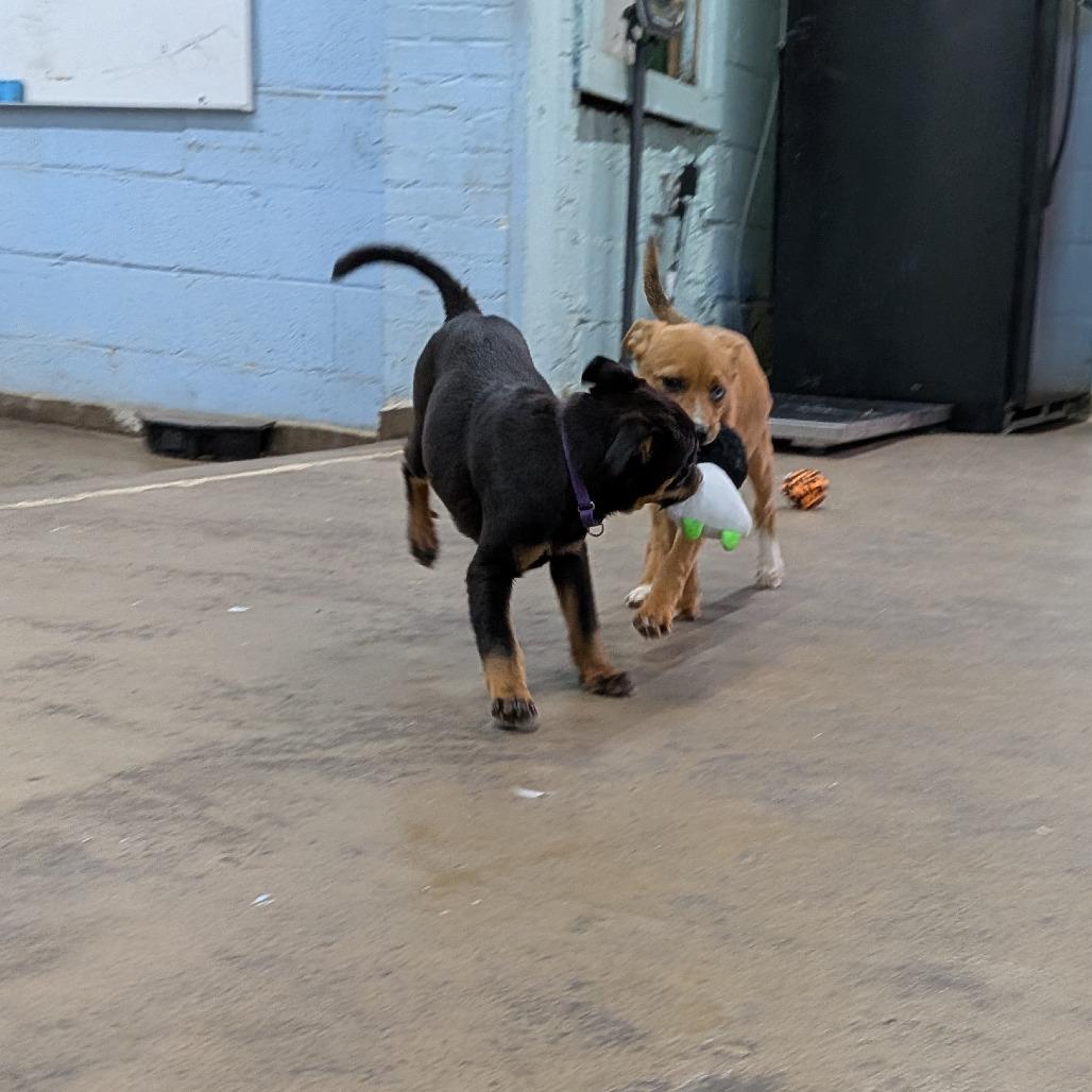 Enlarge Carla, a Adoptable Cattle Dog in Tulsa, OK image 5/6