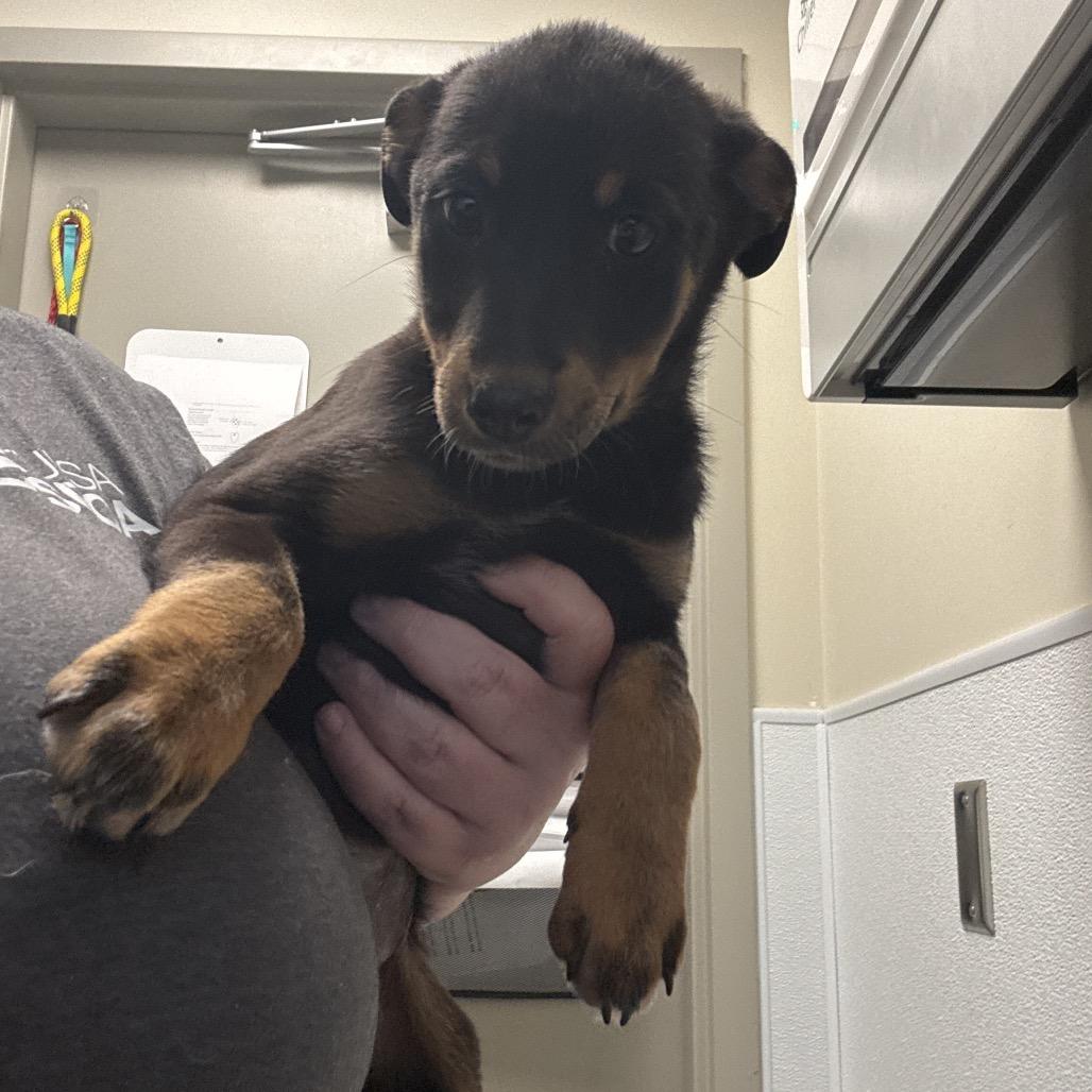 Enlarge Carla, a Adoptable Cattle Dog in Tulsa, OK image 6/6