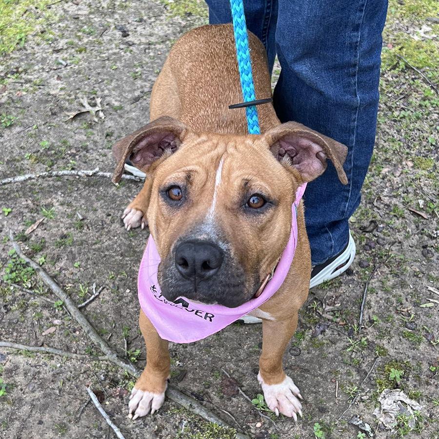 Opal, a Adoptable Mixed Breed in Mc Cormick, SC image 1/3