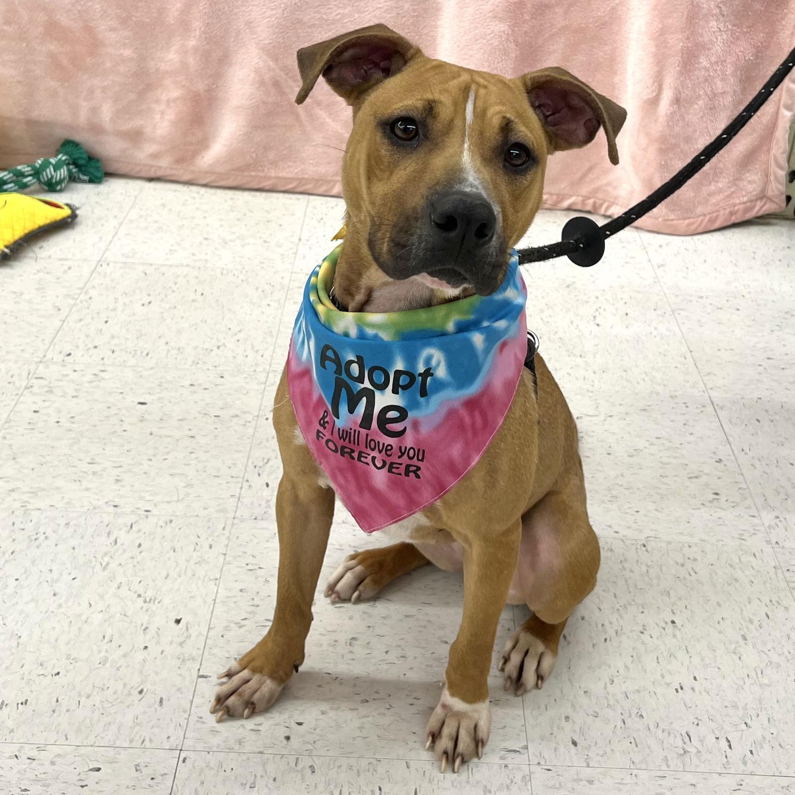 Opal, a Adoptable Mixed Breed in Mc Cormick, SC image 2/3