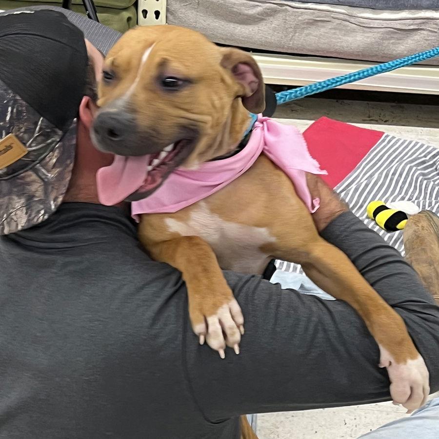 Opal, a Adoptable Mixed Breed in Mc Cormick, SC image 3/3