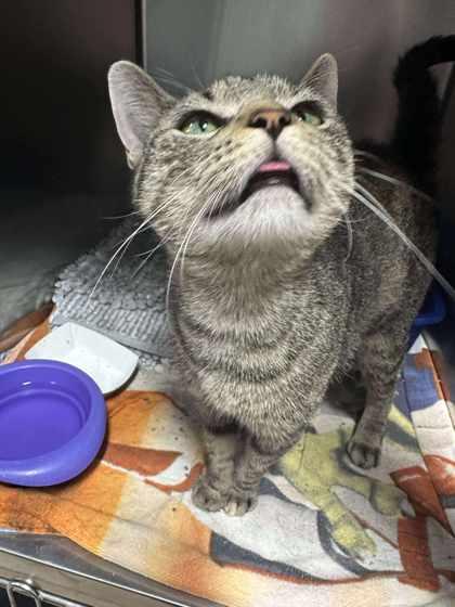 Quinn — thumbnail 2