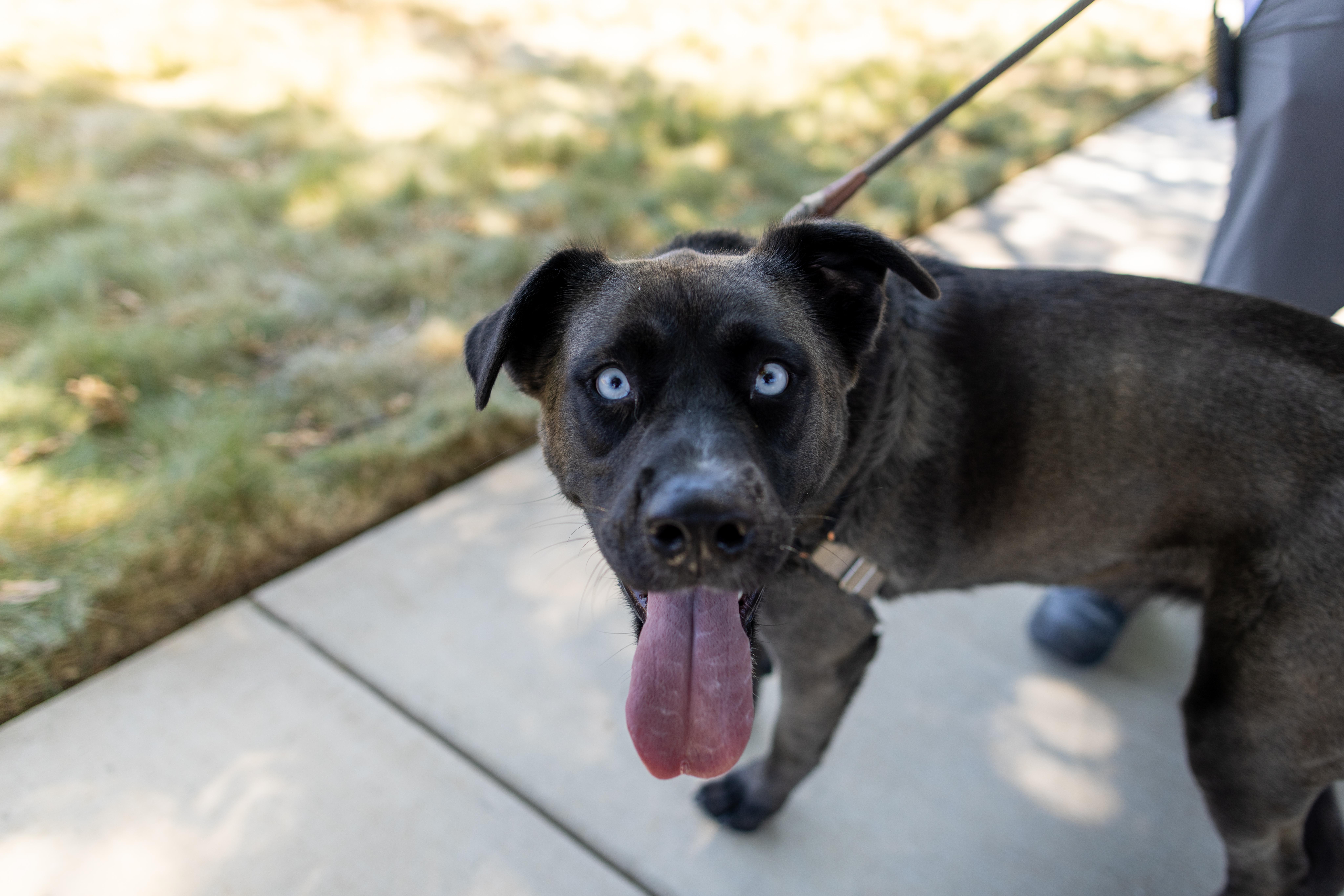 Shayla, Adoptable, Adult Female Husky.