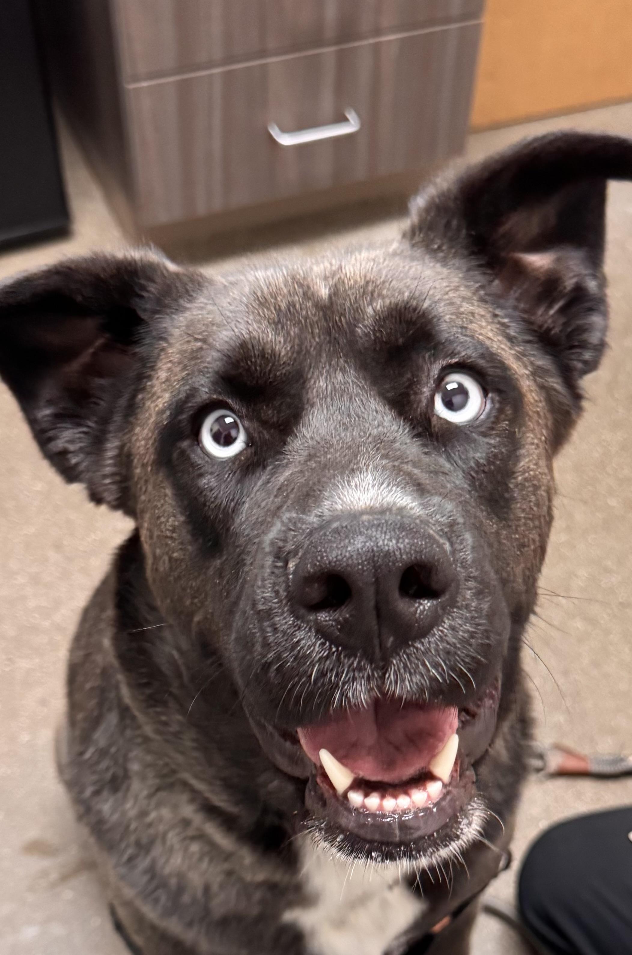 Enlarge Shayla, a Adoptable mixed breed in Chico, CA image 2/6