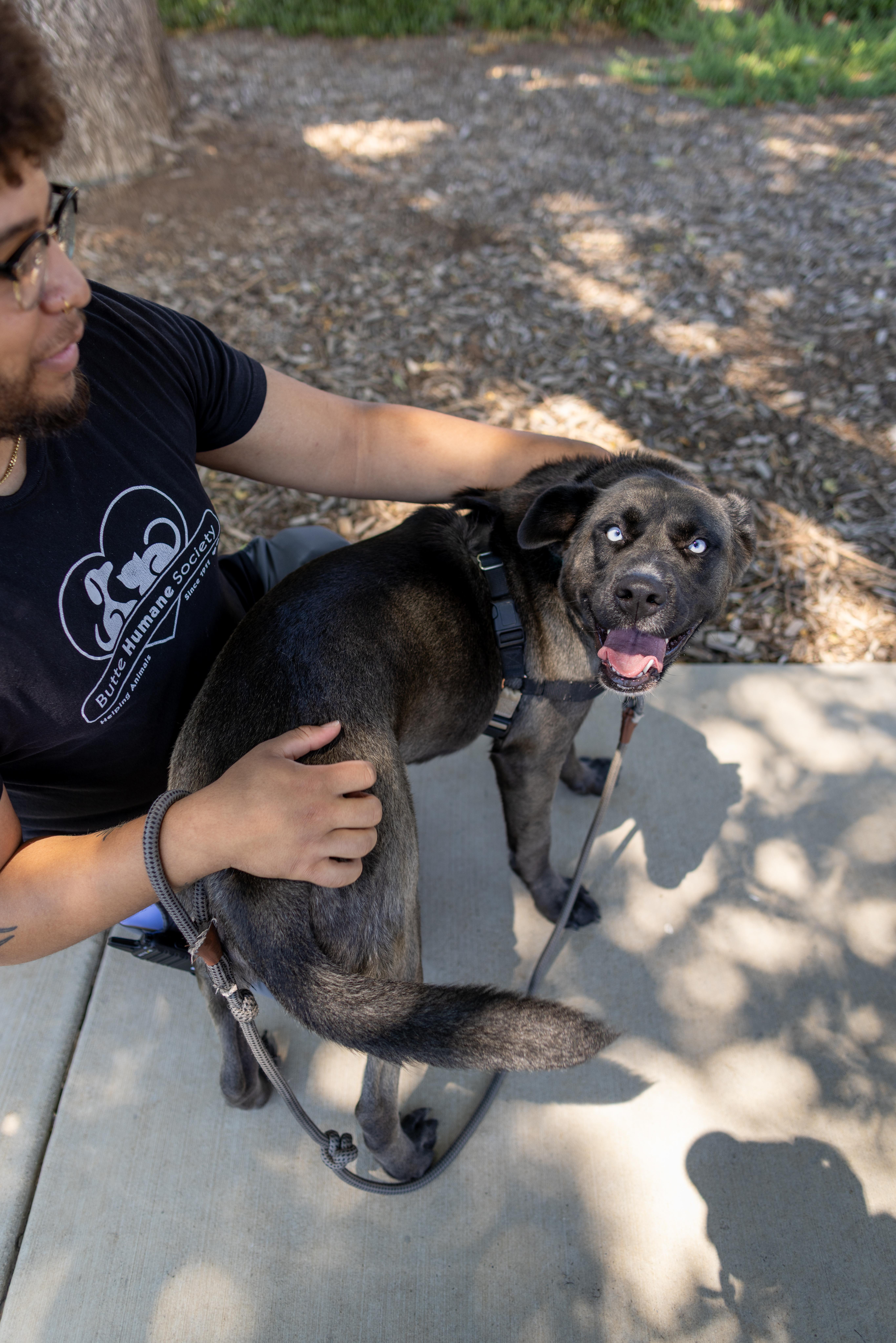 Enlarge Shayla, a Adoptable mixed breed in Chico, CA image 3/6