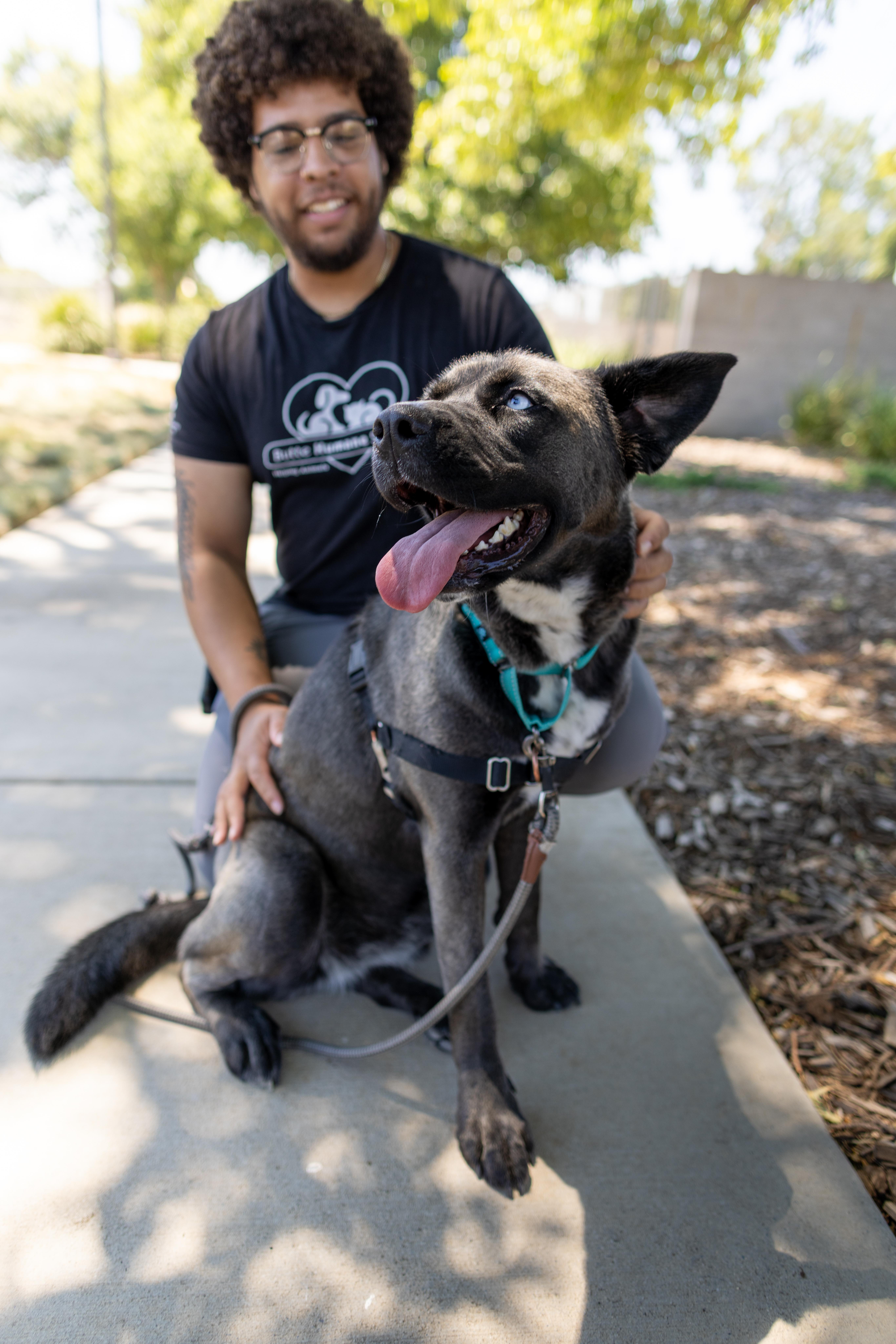 Enlarge Shayla, a Adoptable mixed breed in Chico, CA image 4/6