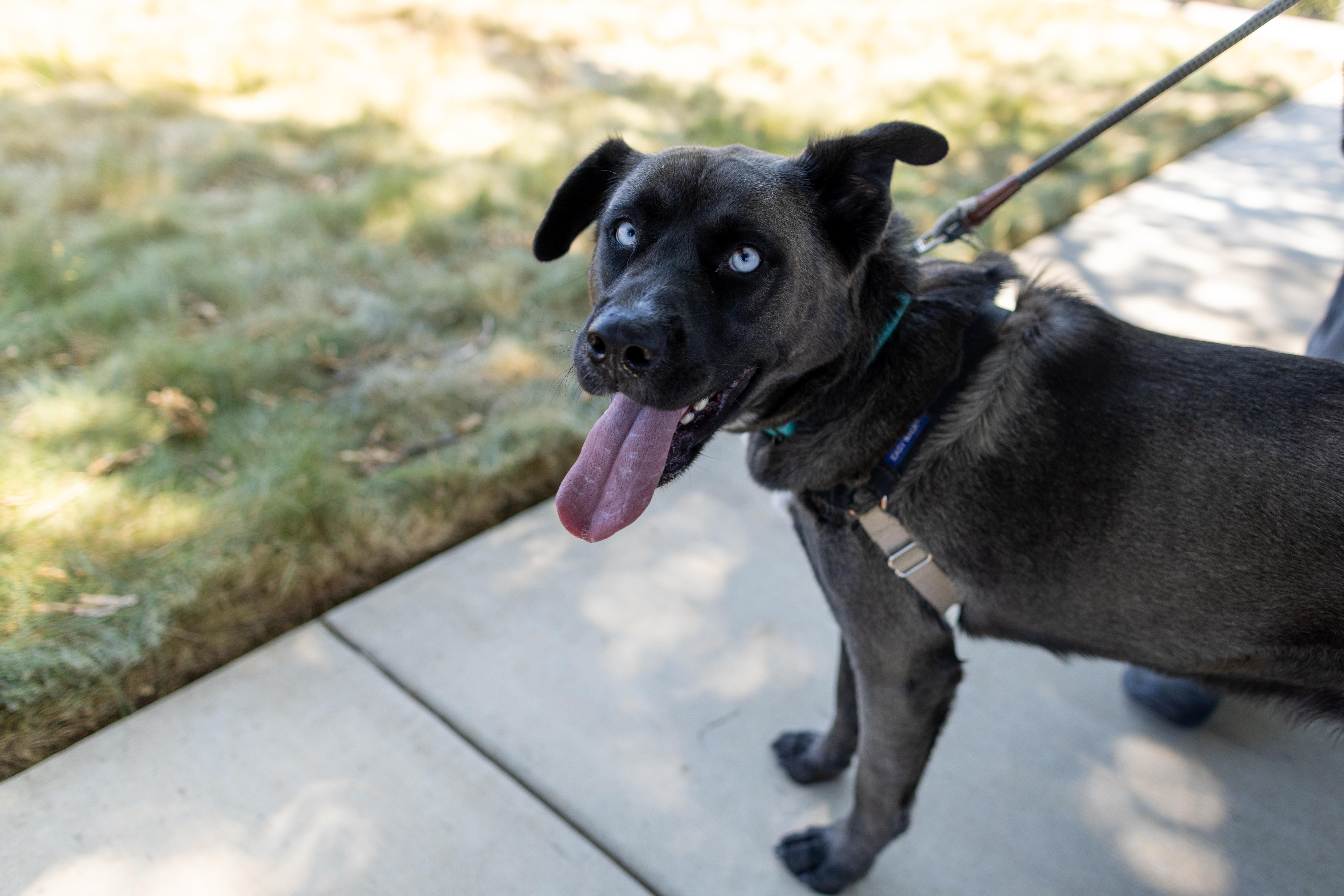 Enlarge Shayla, a Adoptable mixed breed in Chico, CA image 5/6