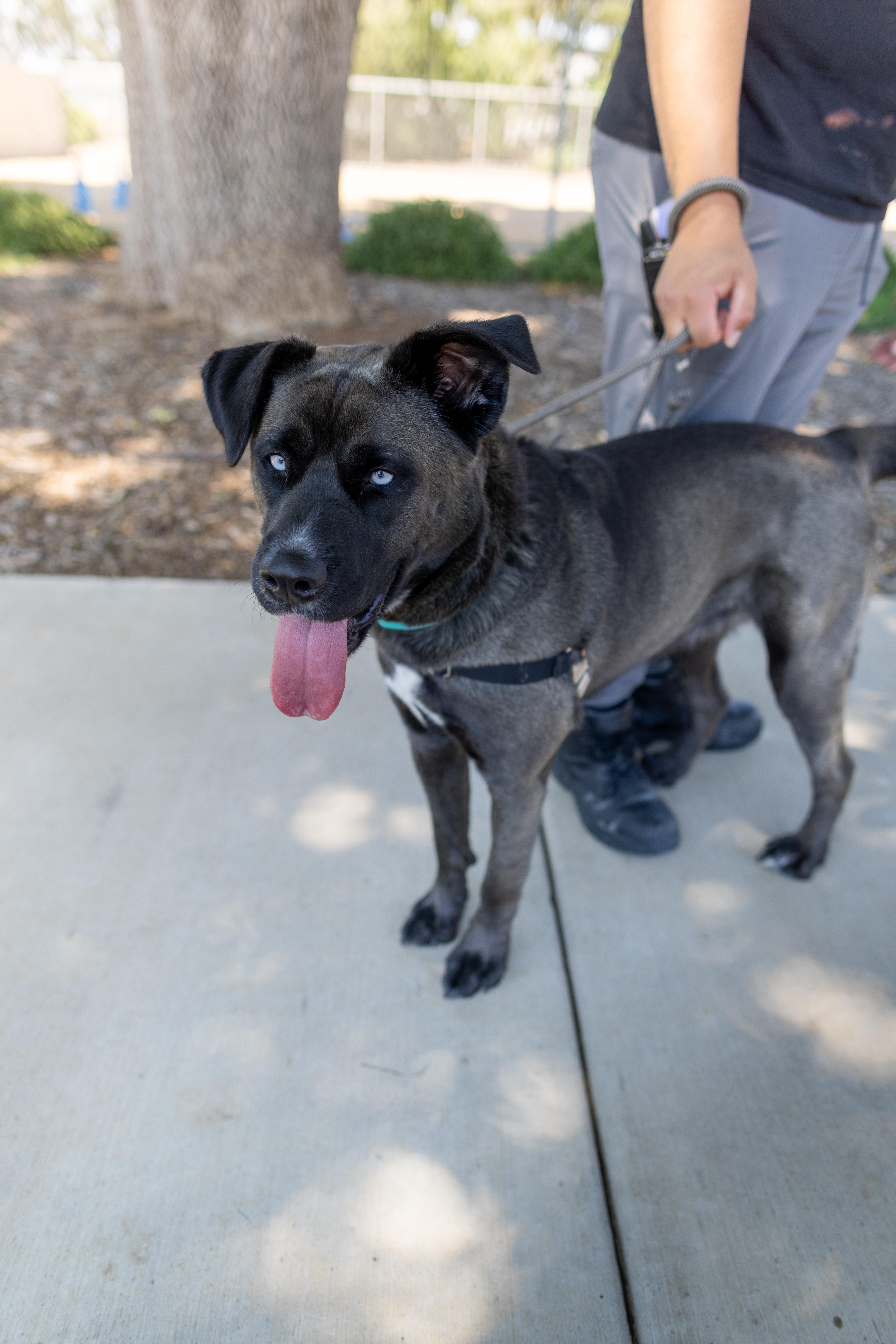Enlarge Shayla, a Adoptable mixed breed in Chico, CA image 6/6