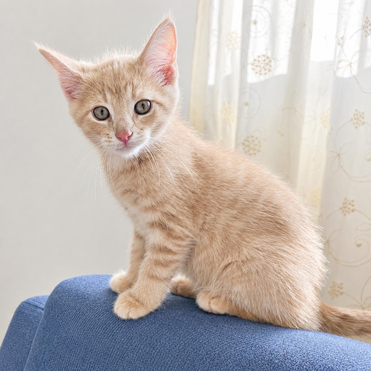 Bruce, a Adoptable Tabby in Pickerington, OH image 2/3