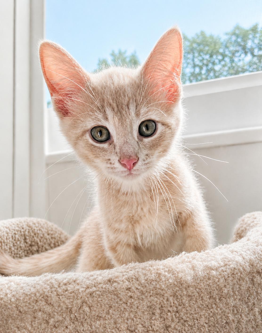 Bruce, a Adoptable Tabby in Pickerington, OH image 3/3