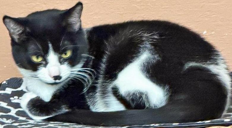 Enlarge Trooper Girl, a ADOPTABLE Domestic Short Hair in Salem, OR image 5/5