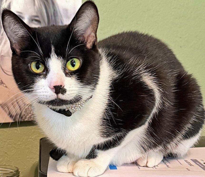 Trooper Girl, ADOPTABLE, Young Female Domestic Short Hair.