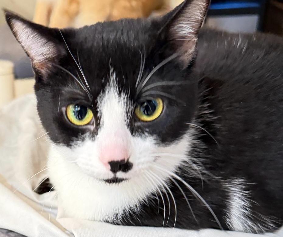 Enlarge Trooper Girl, a ADOPTABLE Domestic Short Hair in Salem, OR image 3/5