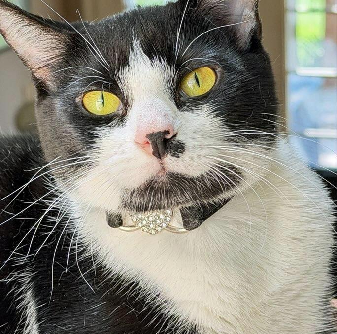 Enlarge Trooper Girl, a ADOPTABLE Domestic Short Hair in Salem, OR image 4/5