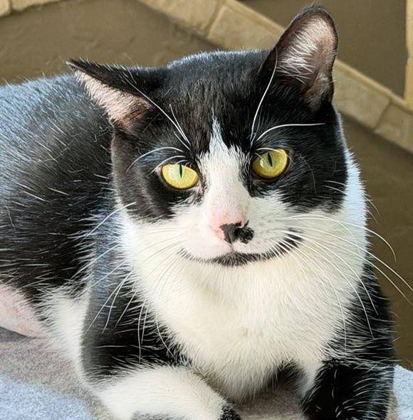 Enlarge Trooper Girl, a ADOPTABLE Domestic Short Hair in Salem, OR image 2/5