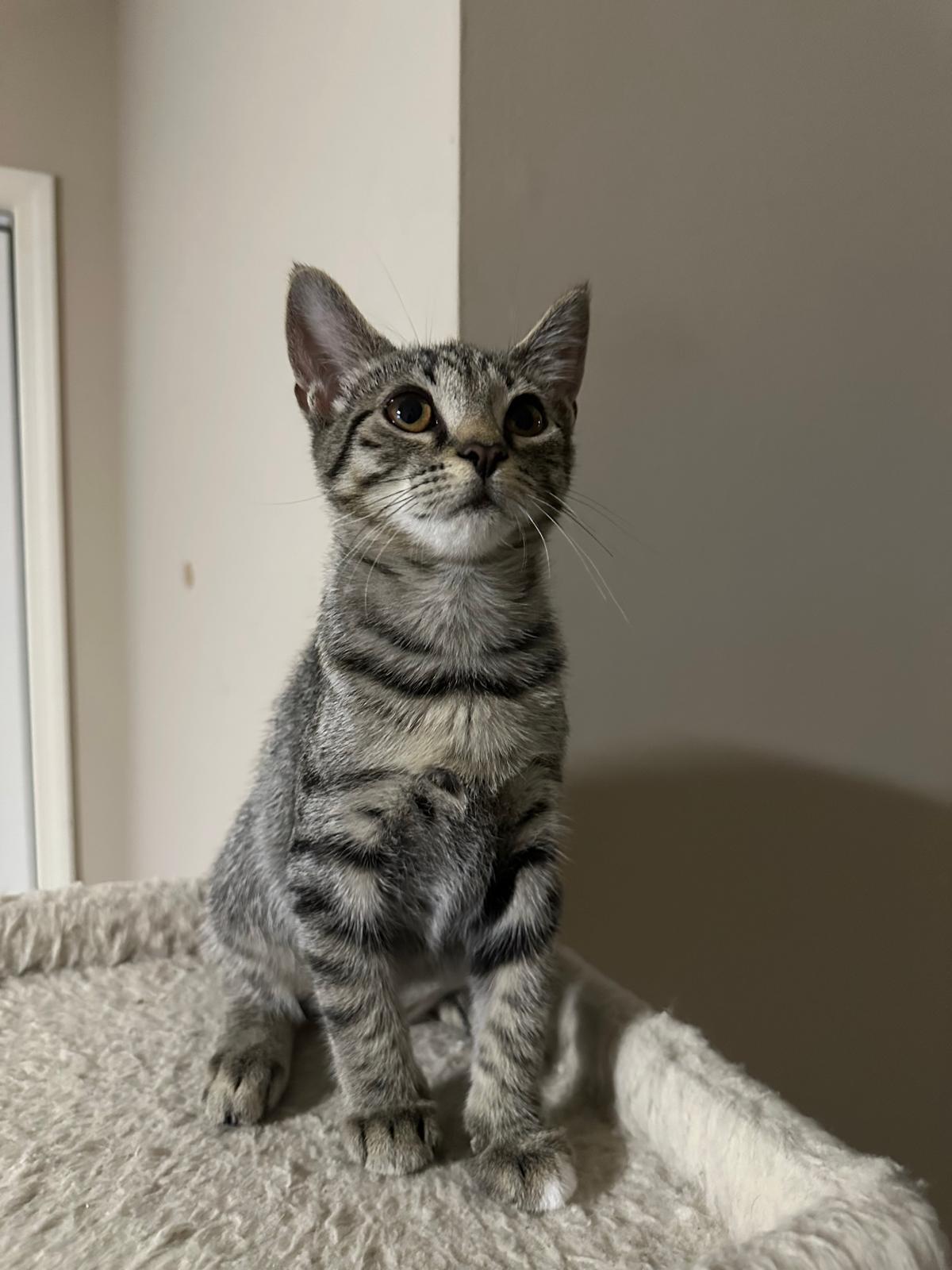 Legacy, a Adoptable Domestic Short Hair in Lawrenceville, GA image 2/4