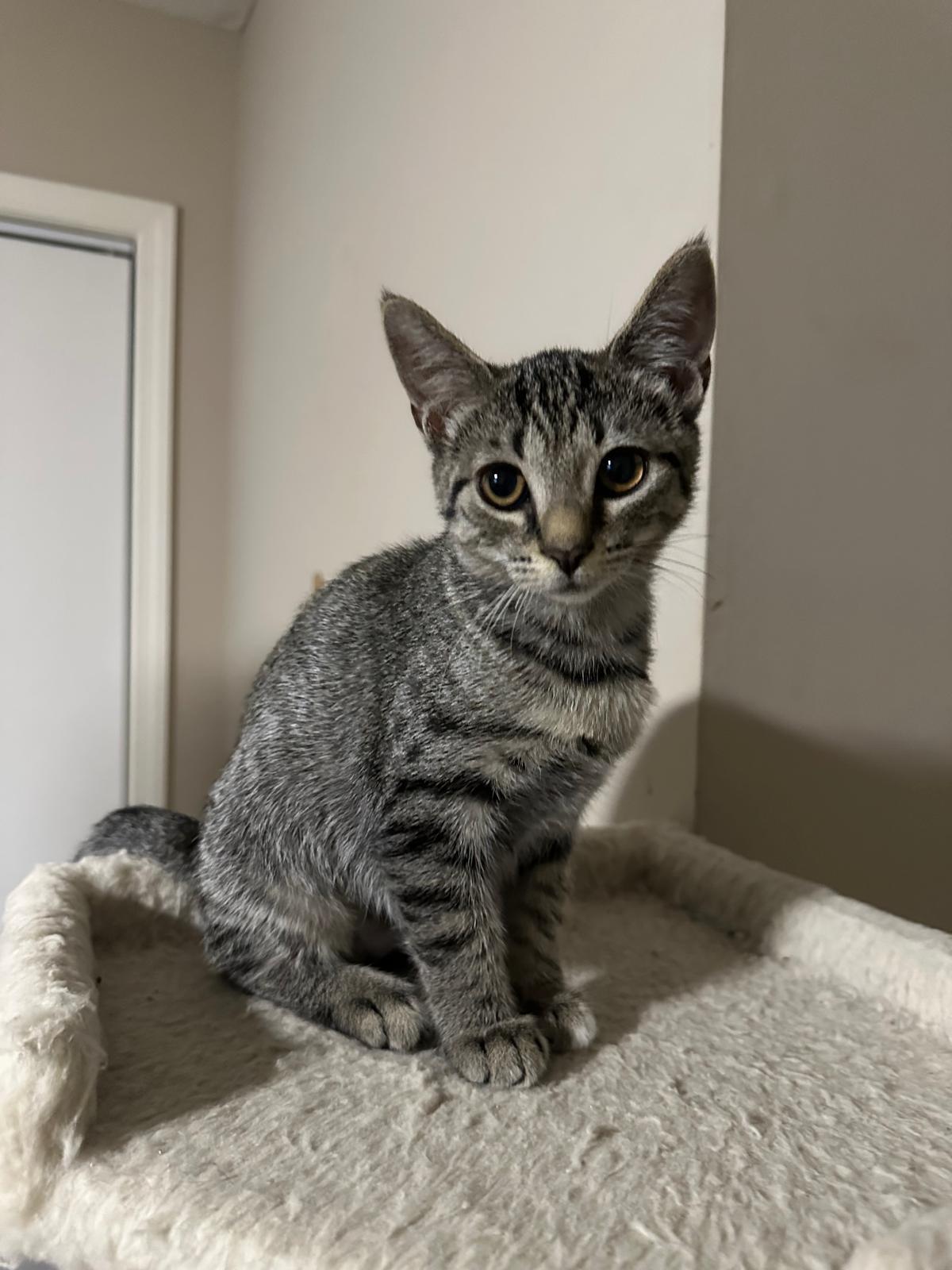 Legacy, a Adoptable Domestic Short Hair in Lawrenceville, GA image 3/4