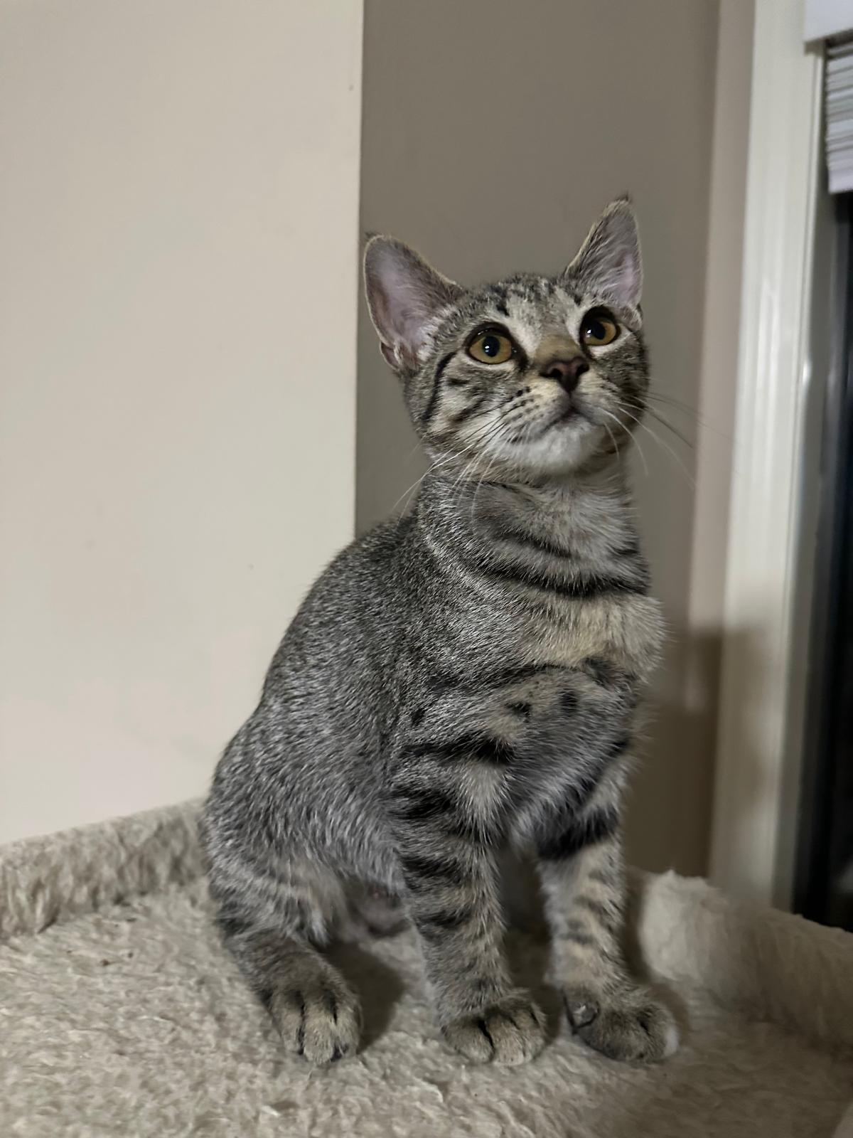 Legacy, a Adoptable Domestic Short Hair in Lawrenceville, GA image 4/4