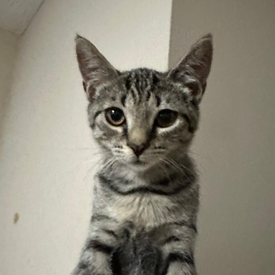Legacy, Adoptable, Kitten Female Domestic Short Hair.