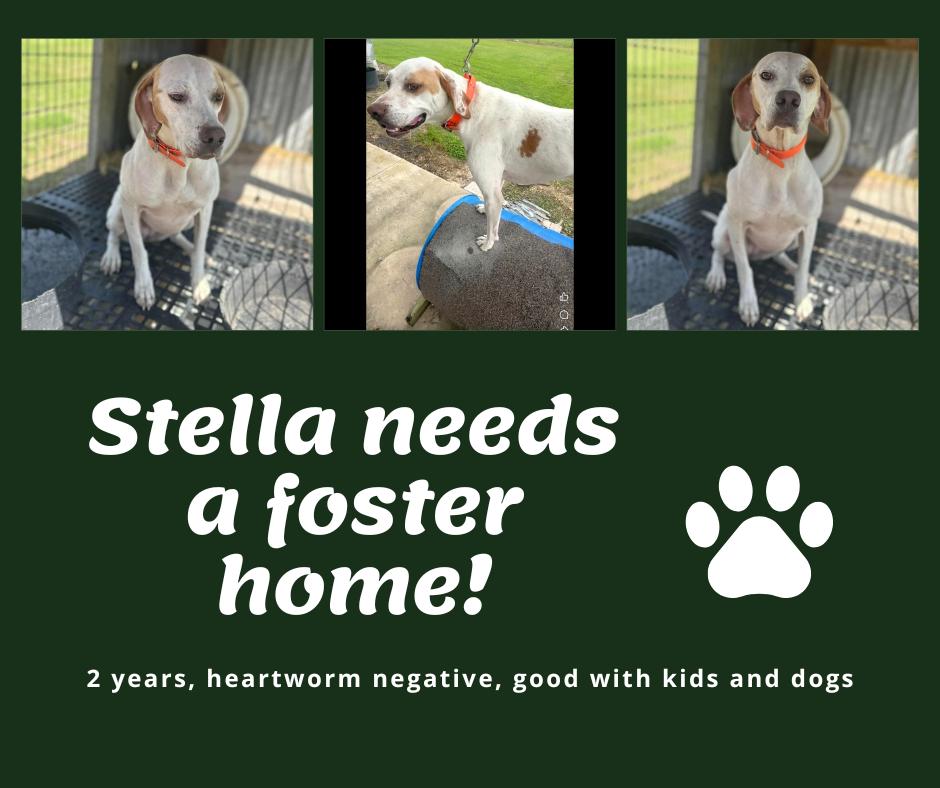 Needs Foster Stella (TX), ADOPTABLE, Adult Female English Pointer.