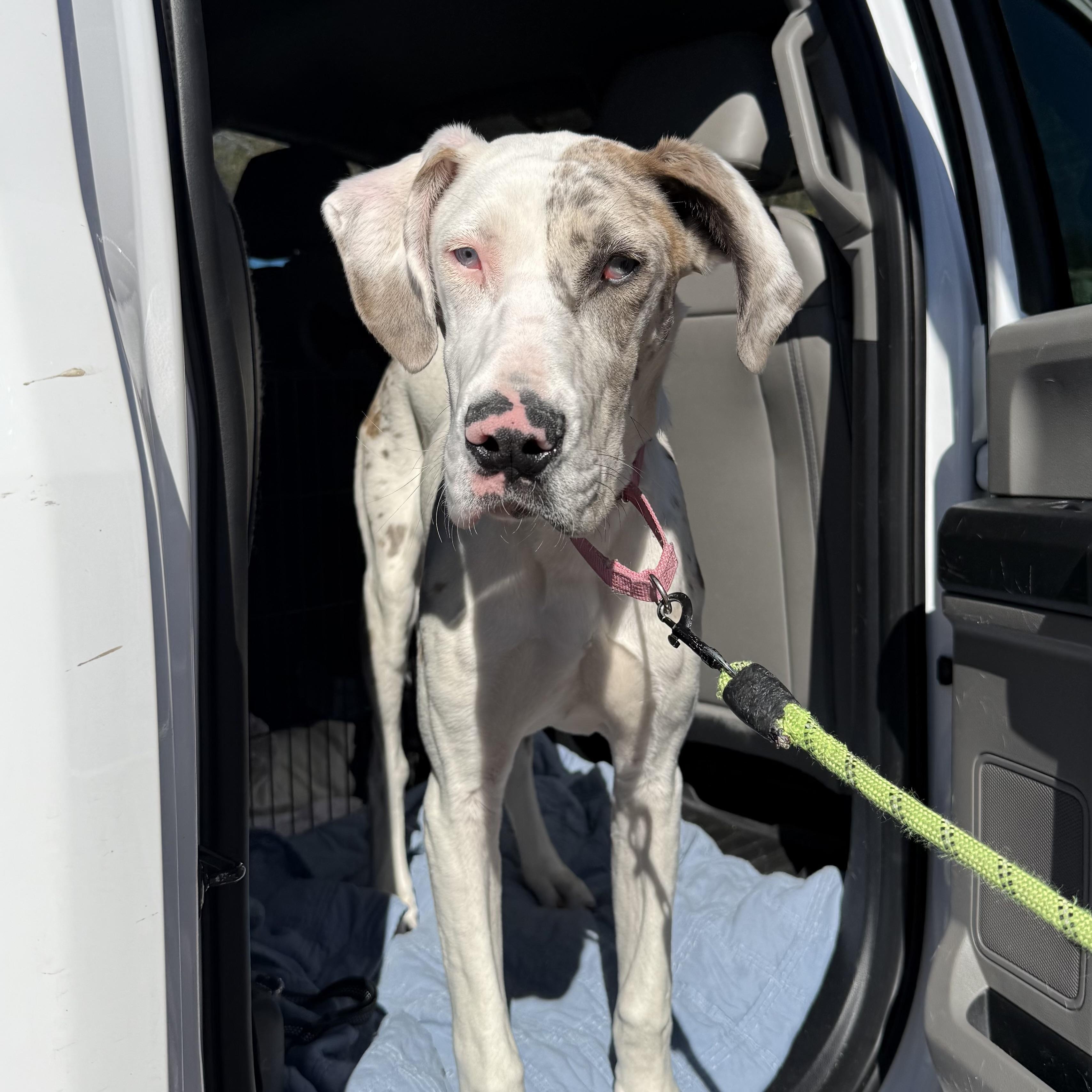 Enlarge Luna, an adopted Great Dane in Columbia, SC image 3/5