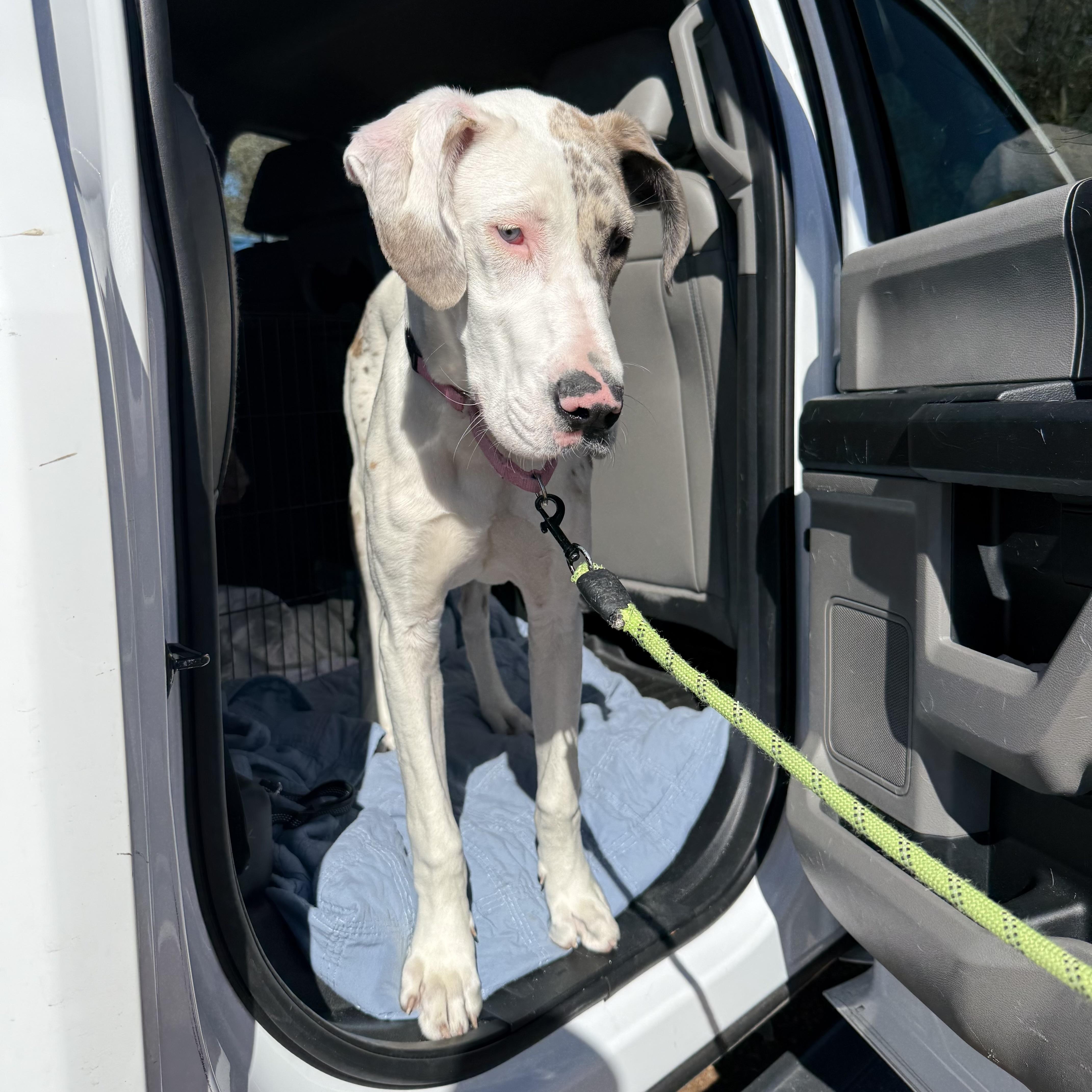 Enlarge Luna, an adopted Great Dane in Columbia, SC image 4/5