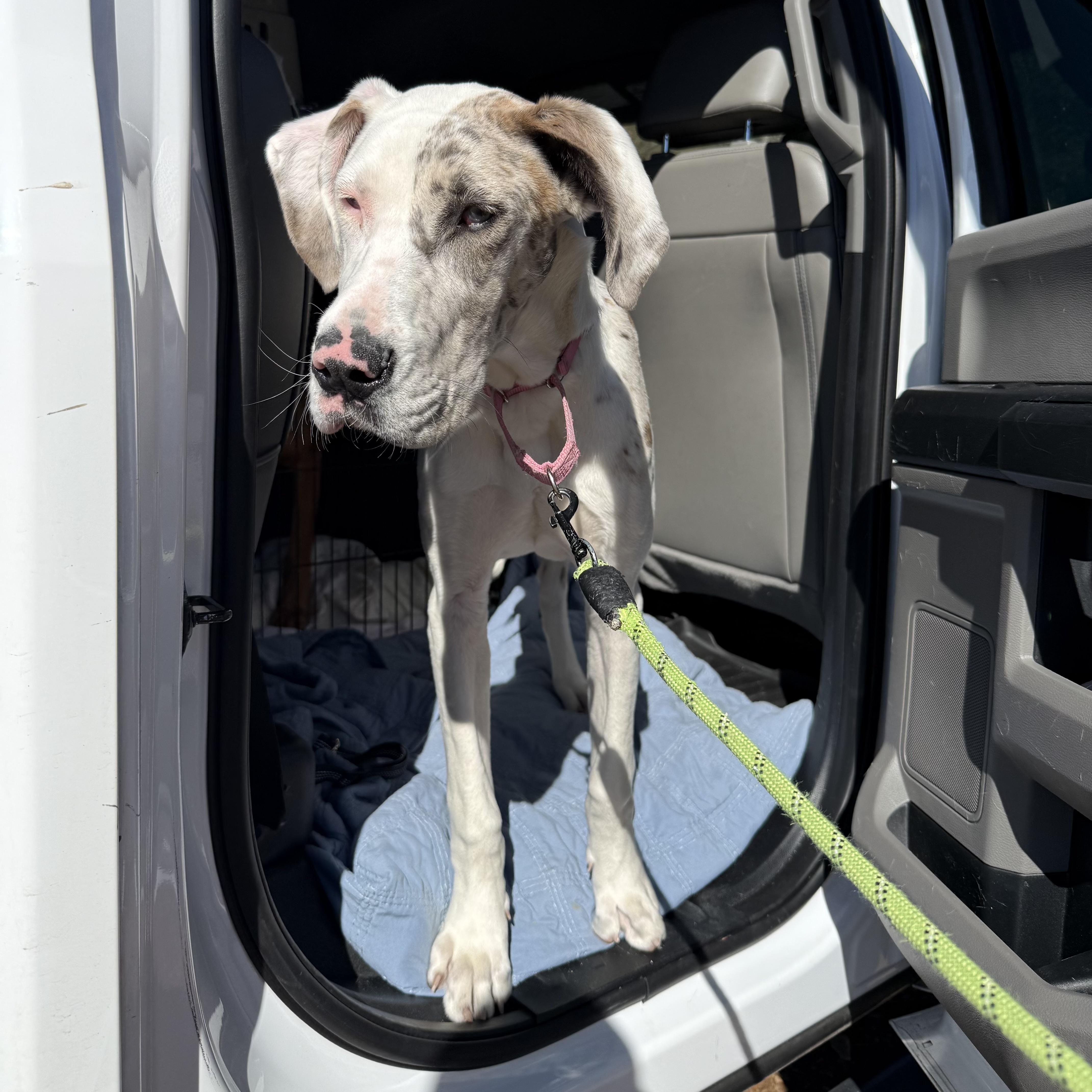 Enlarge Luna, an adopted Great Dane in Columbia, SC image 2/5