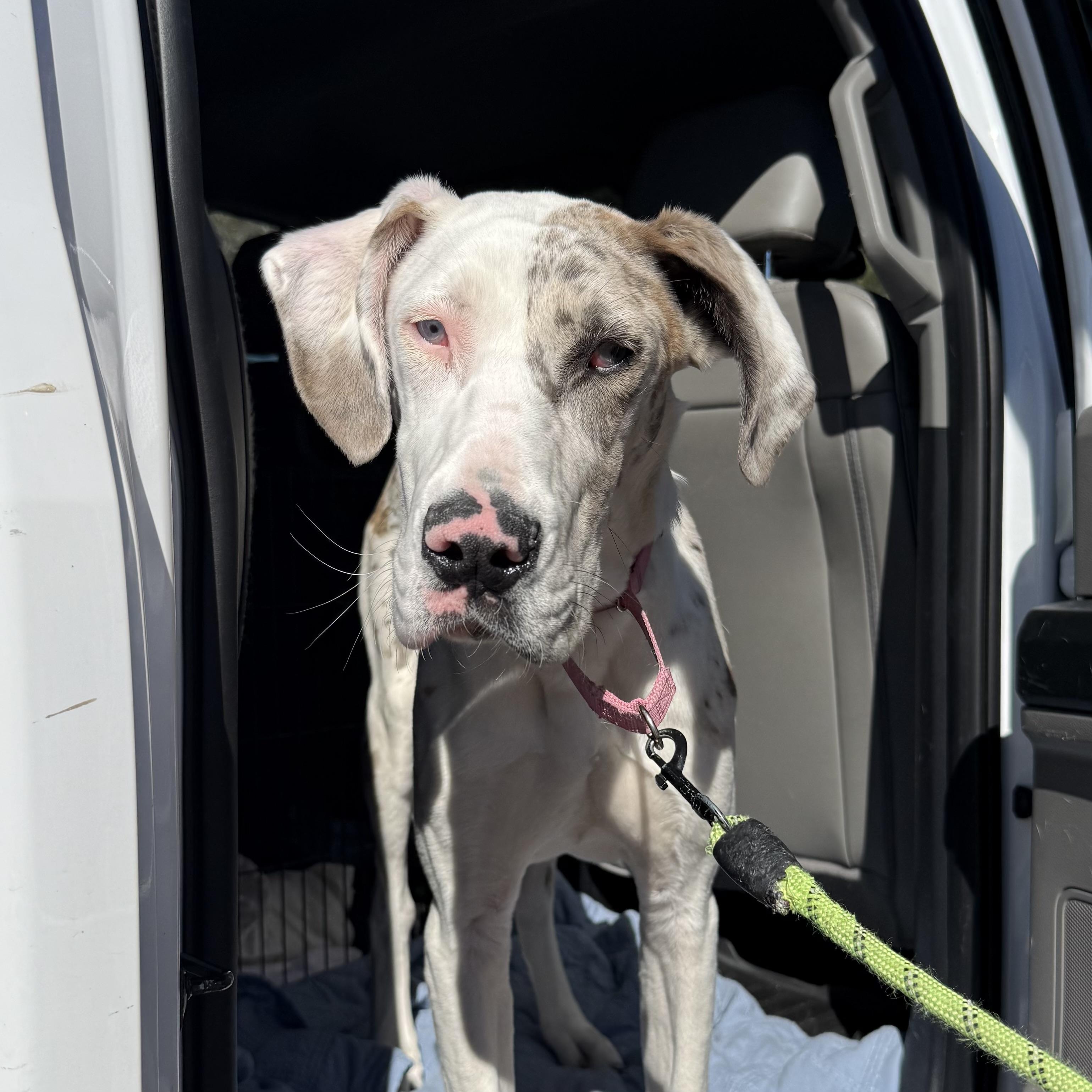 Enlarge Luna, an adopted Great Dane in Columbia, SC image 1/5