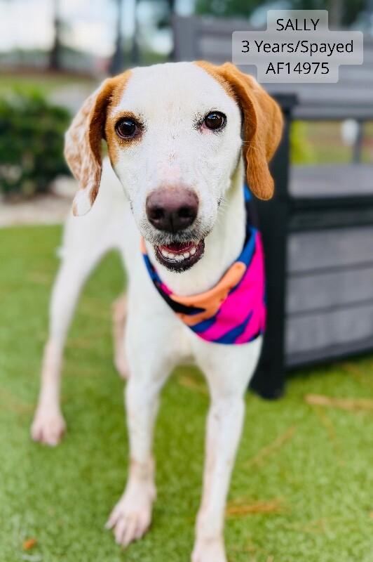 Enlarge Sally, a Adoptable Treeing Walker Coonhound in Supply, NC image 1/1