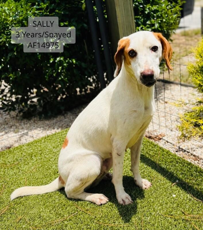 Enlarge Sally, a Adoptable Treeing Walker Coonhound in Supply, NC image 1/1