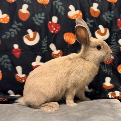 Enlarge Marta, a Adoptable American in Quakertown, PA image 1/3