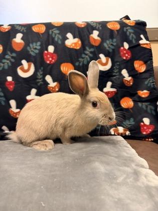 Enlarge Marta, a Adoptable American in Quakertown, PA image 2/3