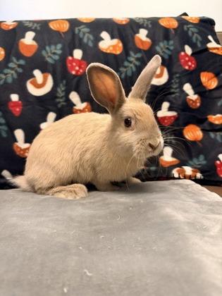 Enlarge Marta, a Adoptable American in Quakertown, PA image 3/3