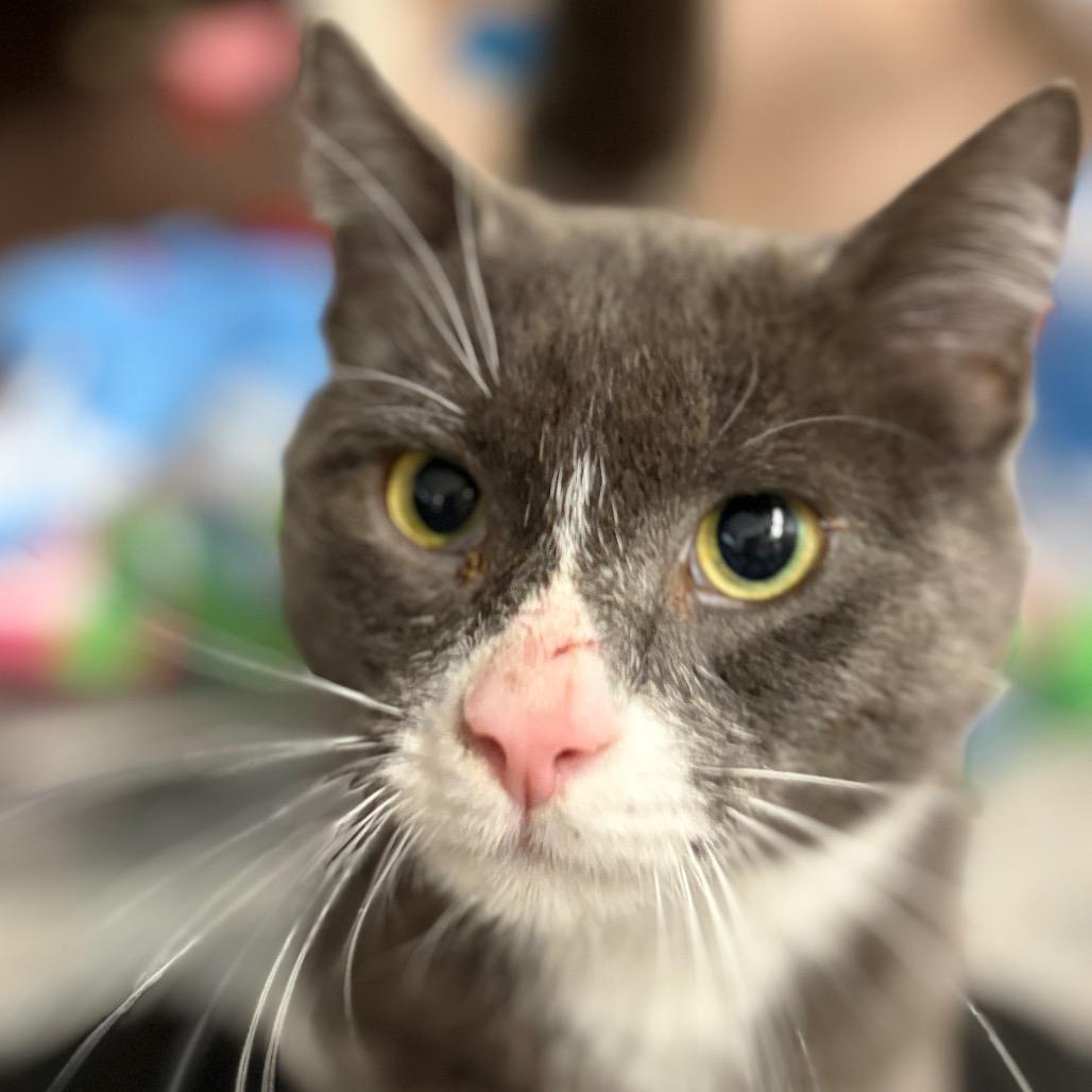 Atom (Holland Cat Cove), Adoptable, Adult Male Domestic Short Hair.