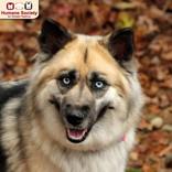 Enlarge Kora, a ADOPTABLE mixed breed in Nashua, NH image 1/6