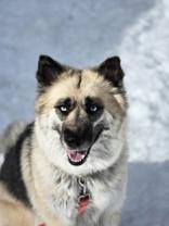 Enlarge Kora, a ADOPTABLE mixed breed in Nashua, NH image 6/6