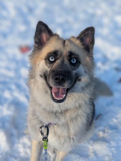 Enlarge Kora, a ADOPTABLE mixed breed in Nashua, NH image 1/3