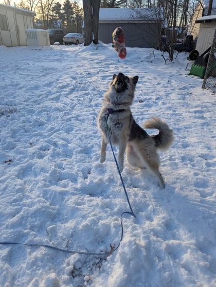 Enlarge Kora, a ADOPTABLE mixed breed in Nashua, NH image 2/3