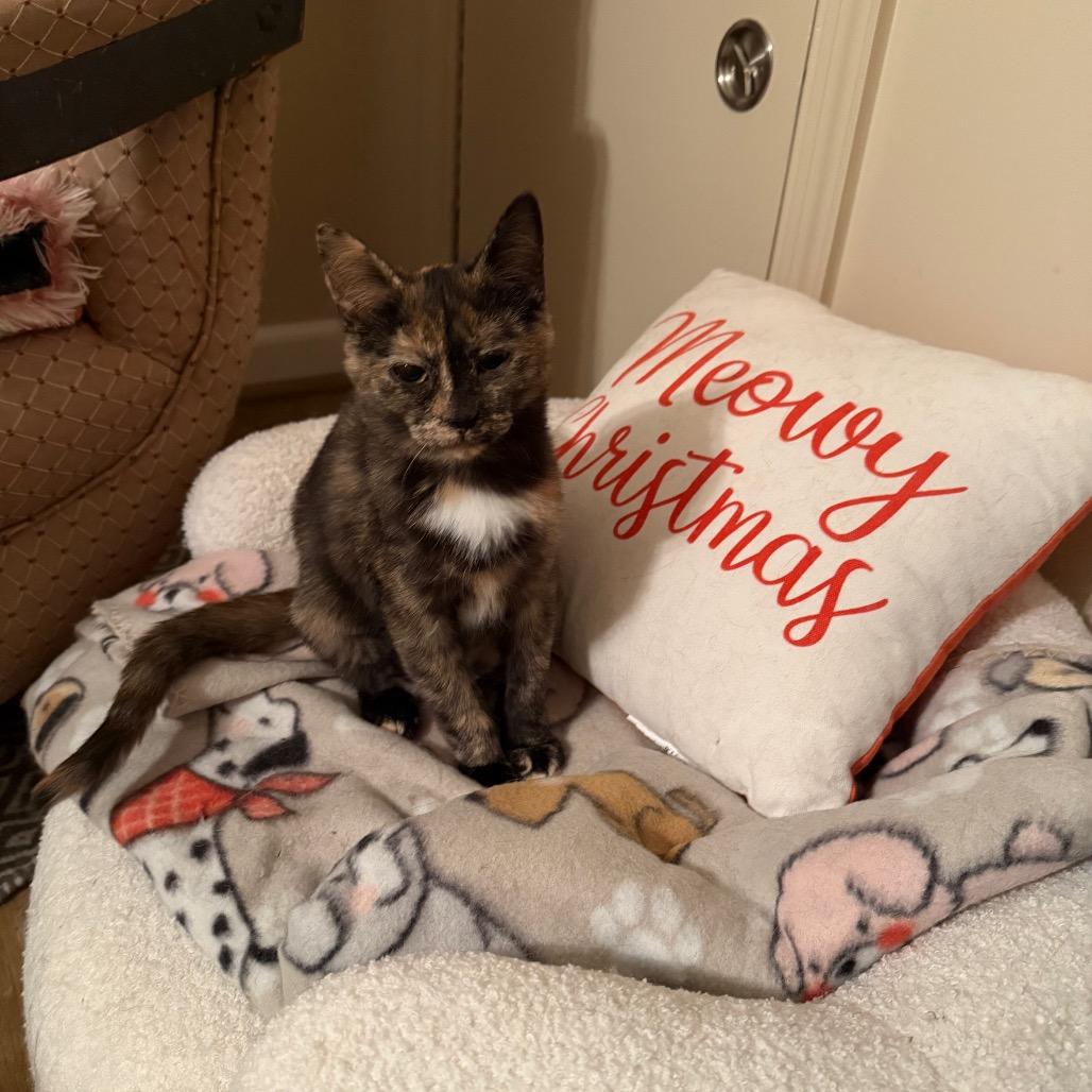 Nutella, Adoptable, Young Female Domestic Short Hair.