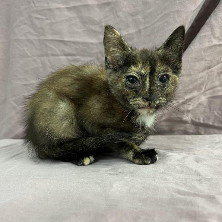 Enlarge Nutella, a Adoptable Domestic Short Hair in Harrisonburg, VA image 2/4