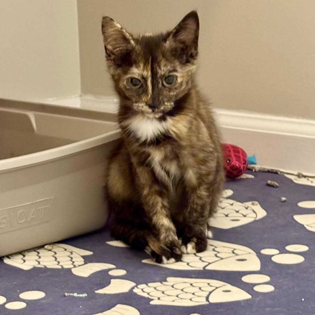 Enlarge Nutella, a Adoptable Domestic Short Hair in Harrisonburg, VA image 3/4