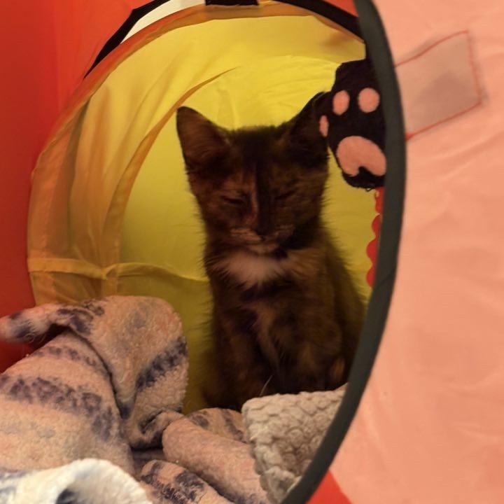 Enlarge Nutella, a Adoptable Domestic Short Hair in Harrisonburg, VA image 4/4