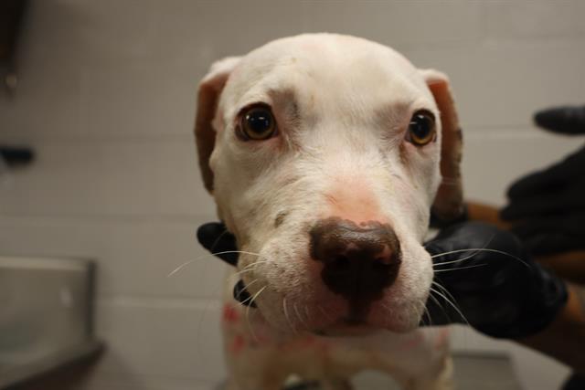 Enlarge YONDER, a Adoptable Mixed Breed in Columbia, SC image 1/1