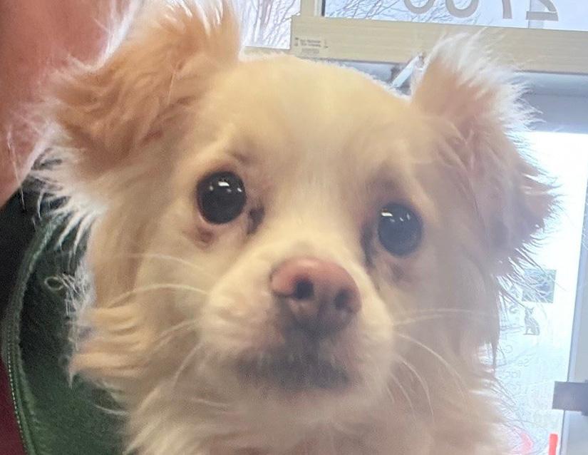 Jessie, adopted, Senior Male Chihuahua.