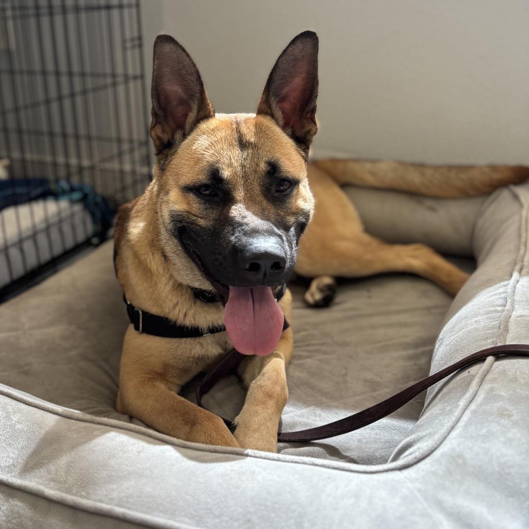 Lukas, Adoptable, Adult Male Shepherd.