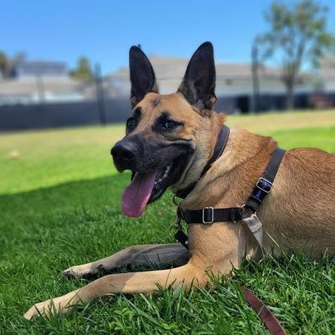 Lukas, a Adoptable mixed breed in Freeport, FL image 2/6