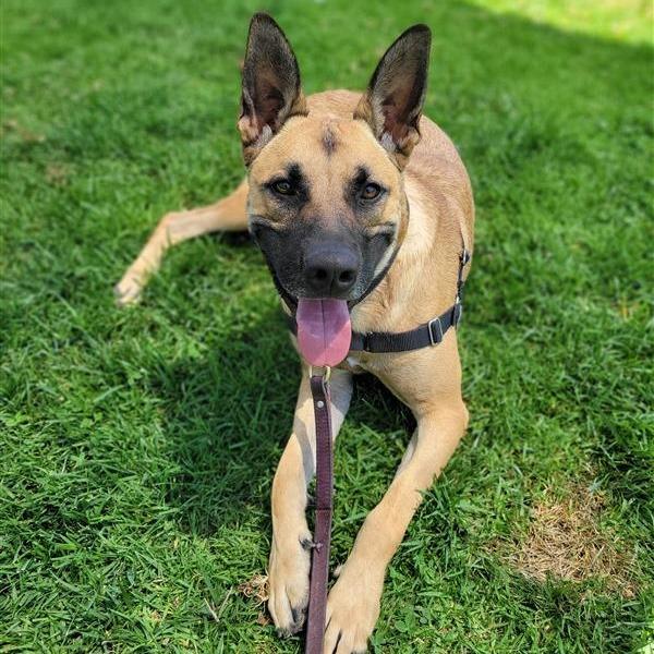 Lukas, a Adoptable mixed breed in Freeport, FL image 5/6